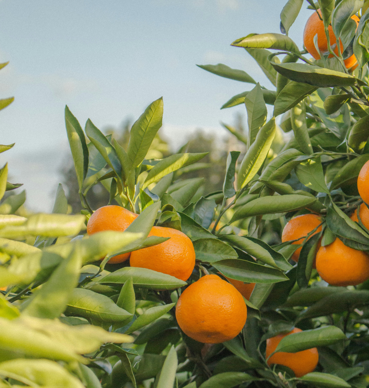 IPF - Iberian Premium Fruits